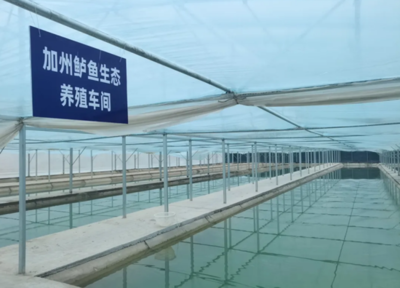 澤普縣:戈壁灘上“養(yǎng)”出致富新希望 加州鱸魚(yú)“游”出鄉(xiāng)村振興路