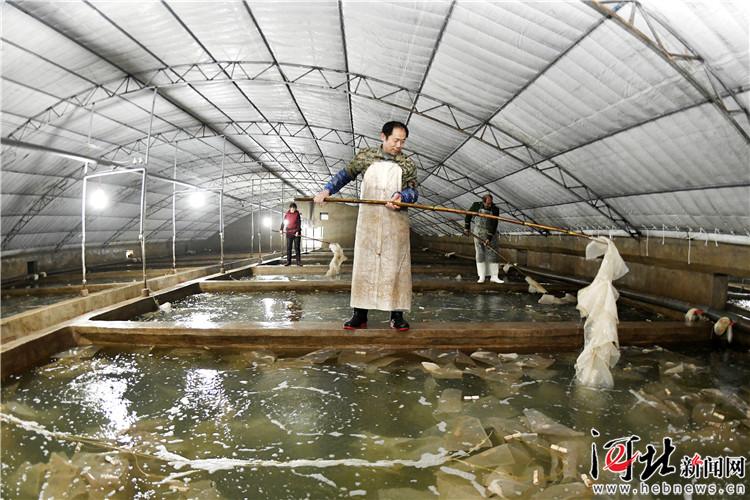 樂亭縣大力發(fā)展海產(chǎn)品工廠化養(yǎng)殖
