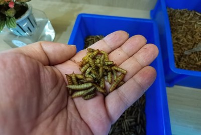 一年減碳117萬(wàn)噸,上海新一輪垃圾分類滿五年:因?yàn)檎J(rèn)同所以堅(jiān)持