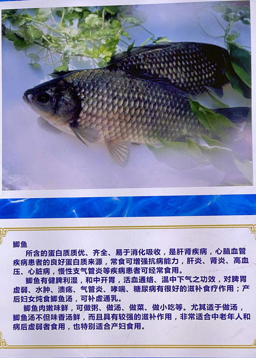 大荔有個(gè) 黃河水產(chǎn)館 ,為全省面積最大基地