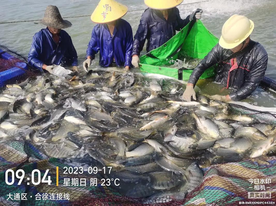 養(yǎng)魚(yú)好飼料,淮南海大造.#水產(chǎn)養(yǎng)殖 #水產(chǎn)人 #淡水魚(yú) #特