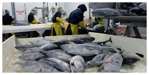 日本終于撐不住了 緊急宣布新政策 將所有魚類全部賣給歐美