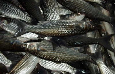 烏頭魚多少錢一斤?