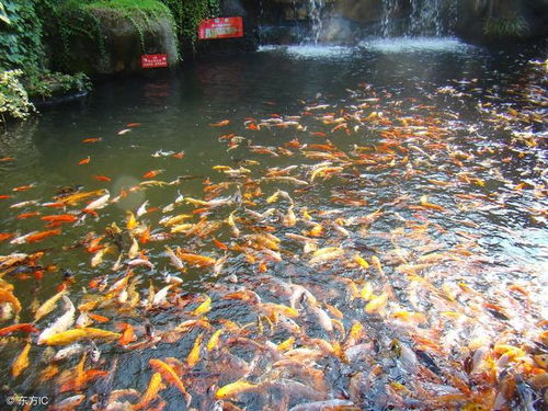 微生態(tài)制劑在水產(chǎn)養(yǎng)殖水質(zhì)調(diào)節(jié)中的作用