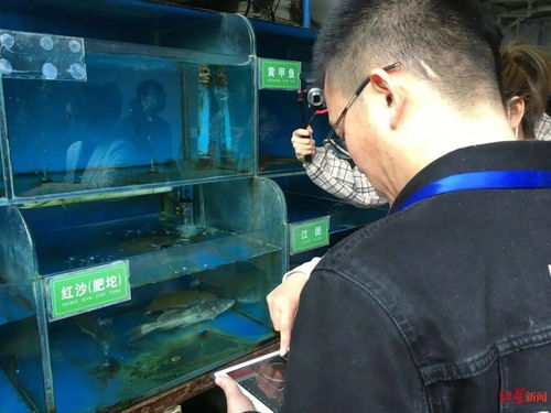 搞餐飲的注意 野生 河鮮 不能出現(xiàn)在菜單中,魚從哪來要提供購買憑證