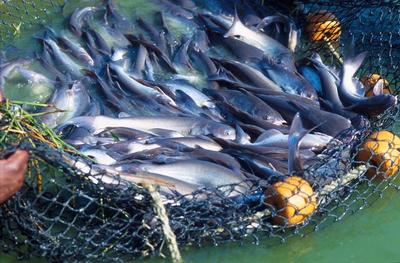 養(yǎng)魚水質(zhì)不好怎么辦?關(guān)于水產(chǎn)養(yǎng)殖水質(zhì)改良問題