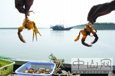 廣東中山成全國(guó)最大供港澳塘魚基地,7成魚外銷