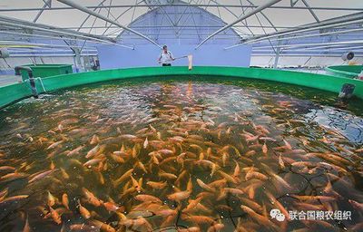 2020年世界漁業(yè)和水產(chǎn)養(yǎng)殖狀況:每年人均消費20.5公斤魚