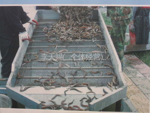 供應(yīng)江蘇連云港泥鰍苗養(yǎng)殖基地墩尚泥鰍養(yǎng)殖廠家江蘇泥鰍養(yǎng)殖基地泥鰍價(jià)格圖片大全 李天賜