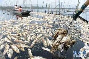 九萬(wàn)畝水域被污染成 醬油湖 死魚漂滿湖面 高清組圖