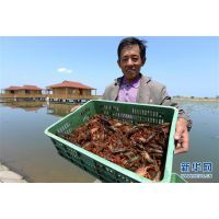 【哪里的小龍蝦低價(jià)可靠湖北潛江找張淅水產(chǎn)養(yǎng)殖合作社圖片】哪里的小龍蝦低價(jià)可靠湖北潛江找張淅水產(chǎn)養(yǎng)殖合作社 - 張淅(個(gè)體經(jīng)營(yíng))