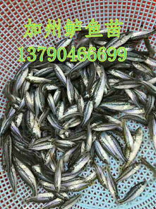 安順魚苗養(yǎng)殖和諧創(chuàng)新