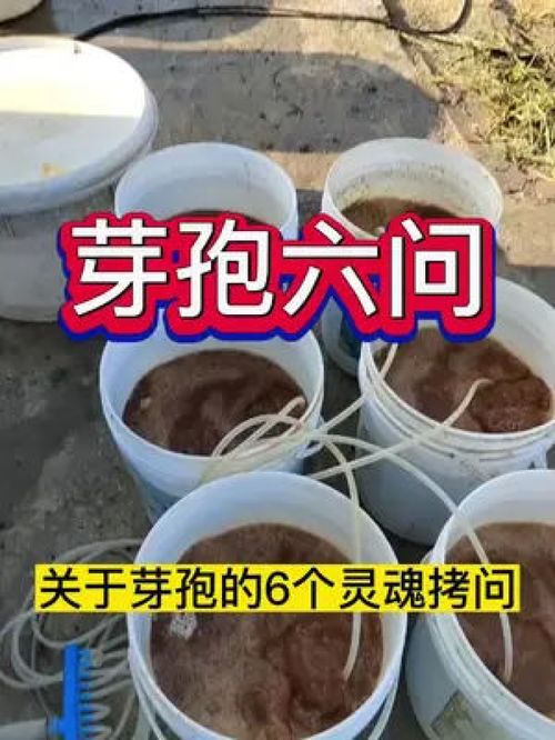 關(guān)于芽孢桿菌的幾個(gè)常見問(wèn)題 水產(chǎn)養(yǎng)殖 魚蝦蟹養(yǎng)殖 螃蟹養(yǎng)殖 南美白對(duì)蝦養(yǎng)殖