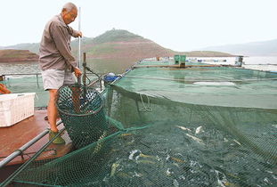 河南濟(jì)源水產(chǎn)品獲豐收,庫(kù)區(qū)全面開始捕撈