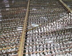 百畝面積尋找紫菜苗·最好是福建廣東范圍的_種苗綜合價格_中國水產(chǎn)養(yǎng)殖網(wǎng)