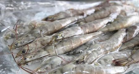 名優(yōu)水產(chǎn)養(yǎng)殖動物用藥的禁忌有哪些