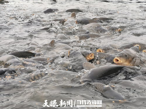 魚兒上岸養(yǎng) 效益數(shù)倍增 黔西南州蹚出綠色養(yǎng)殖新路