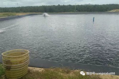 池塘養(yǎng)殖中底質(zhì)惡化了,你知道怎么辦嗎