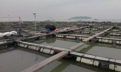 權(quán)威試驗丨中國海洋大學(xué)就膽汁酸提高大黃魚生長性能、降低餌料系數(shù)的試驗結(jié)果