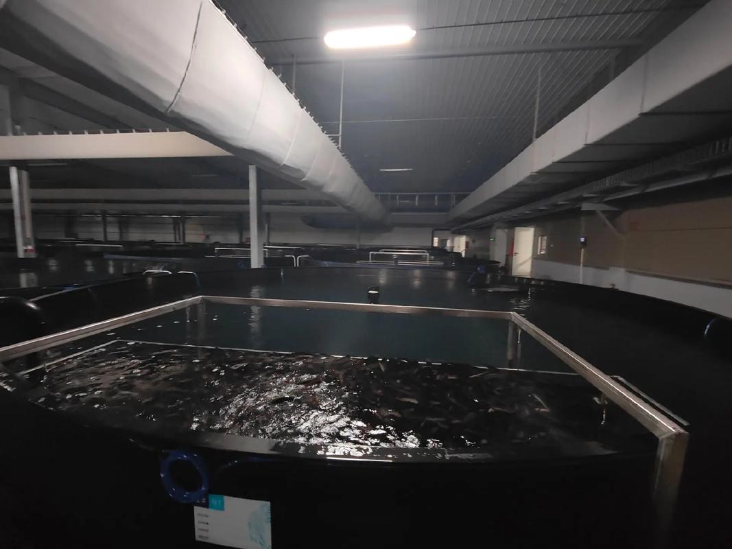 走訪老客戶,全球最大單體鰻魚(yú)工廠化養(yǎng)殖基地,福建匯澤漁業(yè),使