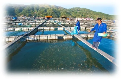 我國(guó)飼料加工技術(shù)經(jīng)歷歷程和變化