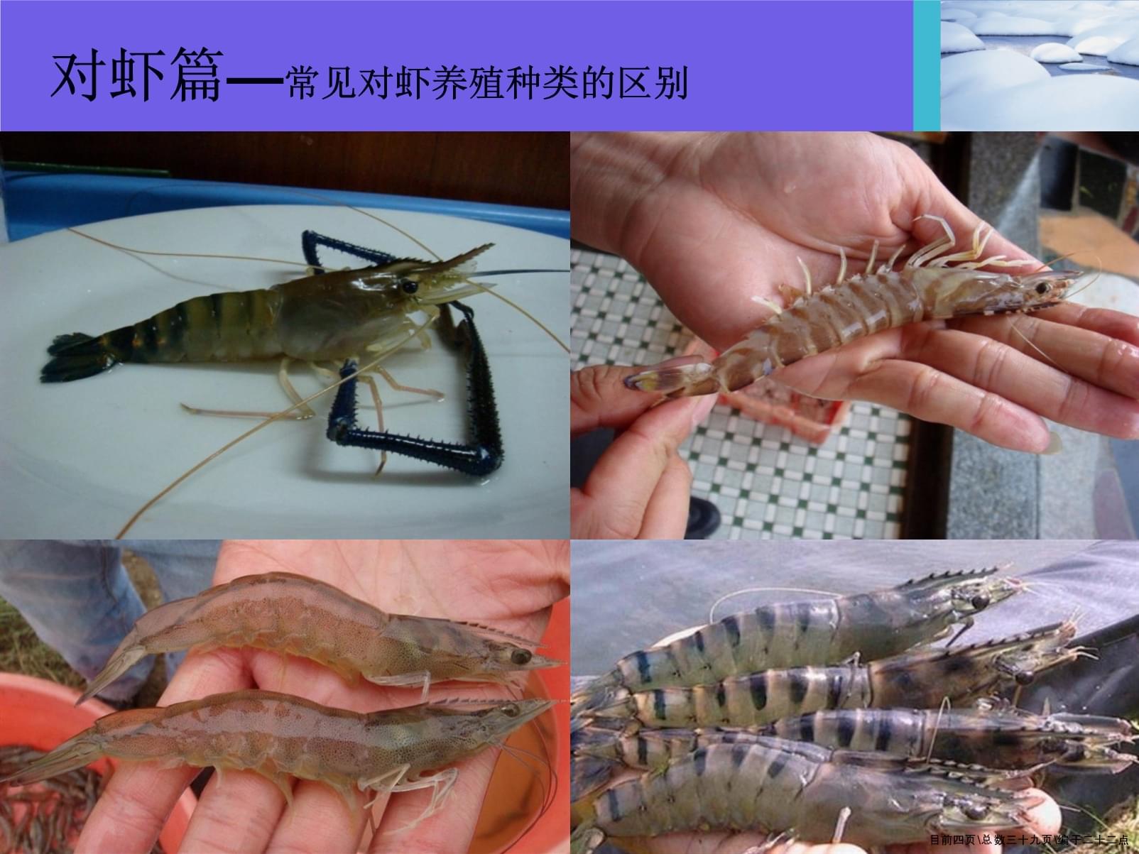 水產(chǎn)養(yǎng)殖基礎(chǔ)知識(shí)培訓(xùn)(初級(jí)班)