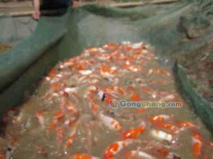 供應(yīng)吉林觀(guān)賞魚(yú)養(yǎng)殖基地 濟(jì)南槐蔭廣源水產(chǎn)養(yǎng)殖專(zhuān)業(yè)合作社竭誠(chéng)歡迎您_紡織皮革_世界工廠(chǎng)網(wǎng)中國(guó)產(chǎn)品信息庫(kù)