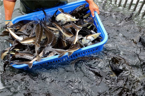 好山好水養(yǎng)好魚(yú) 安順推動(dòng)生態(tài)漁業(yè)高質(zhì)量發(fā)展調(diào)查