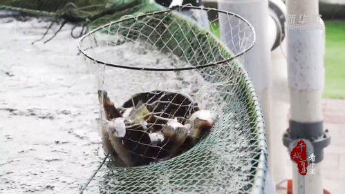 千城百縣看中國(guó) 河北古冶 魚兒安新家